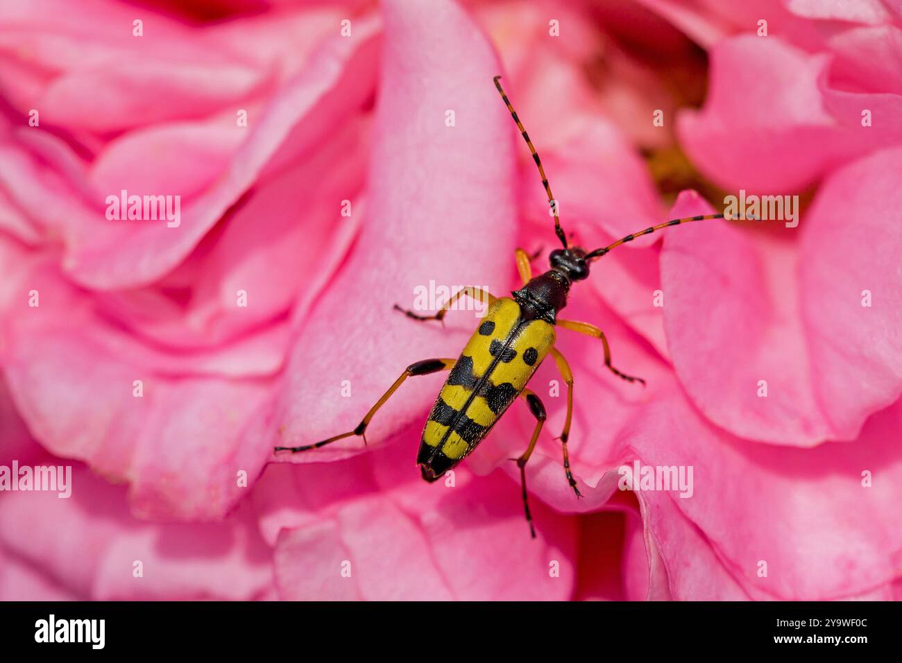 un coléoptère noir jaune appelé longhorn tacheté sur une rose rose Banque D'Images