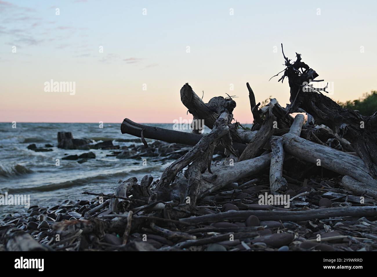 Bronzage, les bûches séchées trouvent une maison sur la côte de la rive rocheuse des grands lacs. Les bûches brunes et grises contrastent le ciel rose et orange au lever du soleil. Banque D'Images