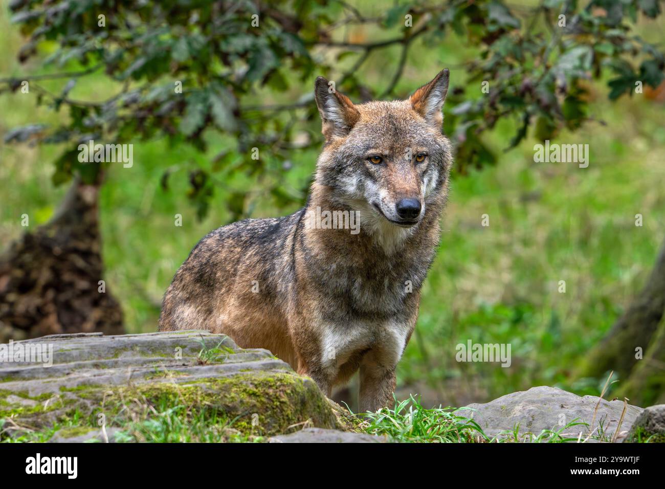 Loup eurasien solitaire / loup gris européen (Canis lupus lupus) chasse en forêt / bois Banque D'Images