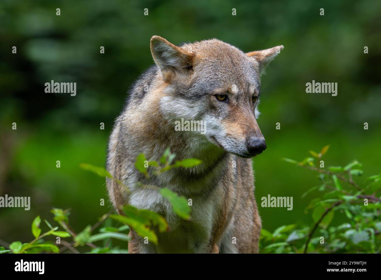 Loup eurasien solitaire / loup gris européen (Canis lupus lupus) chasse en forêt / bois Banque D'Images