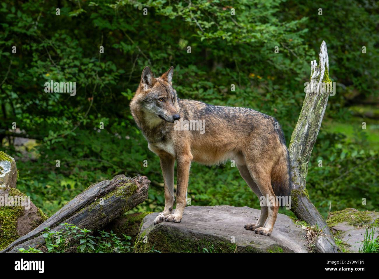 Loup eurasien solitaire / loup gris européen (Canis lupus lupus) chasse en forêt / bois Banque D'Images