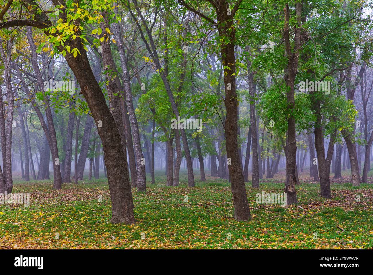 Incroyable gamme de couleurs d'automne et brouillard dense dans un lot d'arbres à Lancaster, Texas Banque D'Images