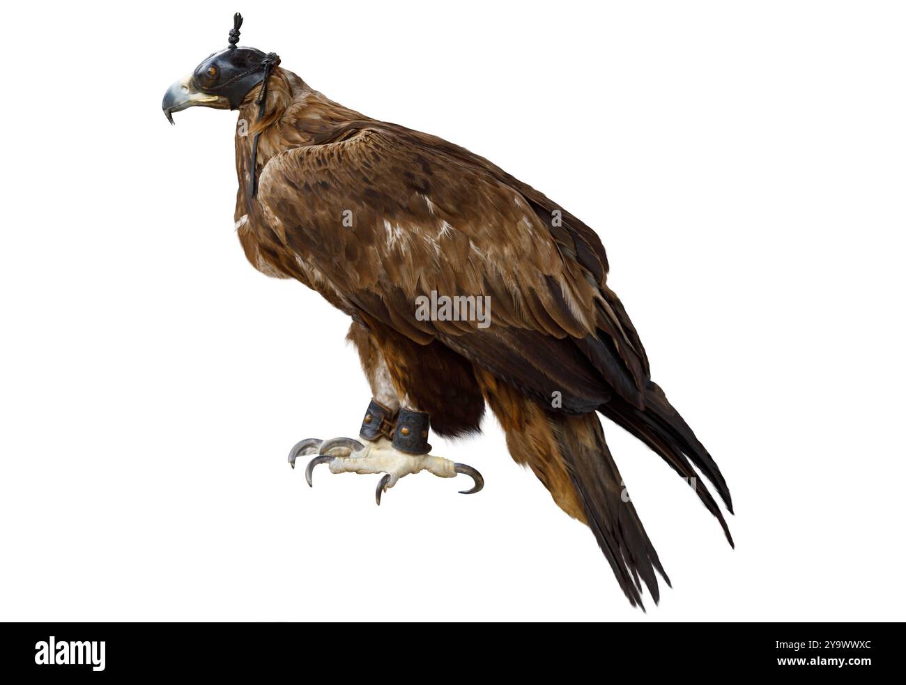 Oiseau de proie Aigle doré avec capuche en cuir sur la tête isolé sur fond blanc Banque D'Images