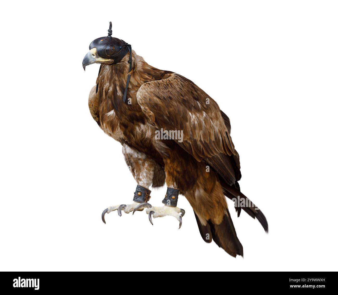 Oiseau aigle doré avec capuche en cuir sur la tête isolé sur fond blanc Banque D'Images