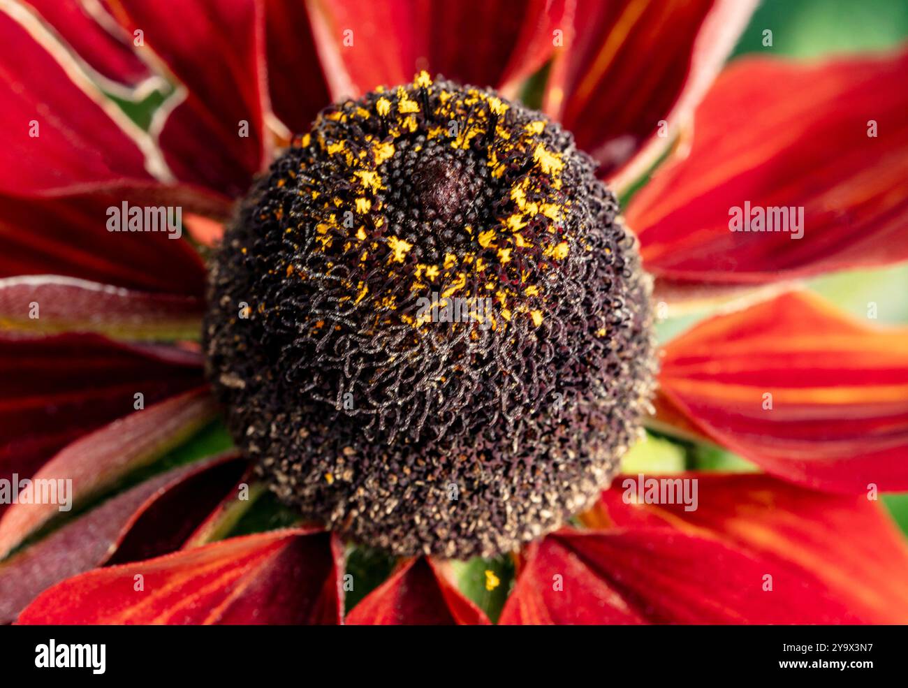 Superbement prolifique et variable Rudbeckia Summerina Yellow, Summerina Series. Portrait naturel de plante fleurie en gros plan. attirant l'attention, belle, Banque D'Images