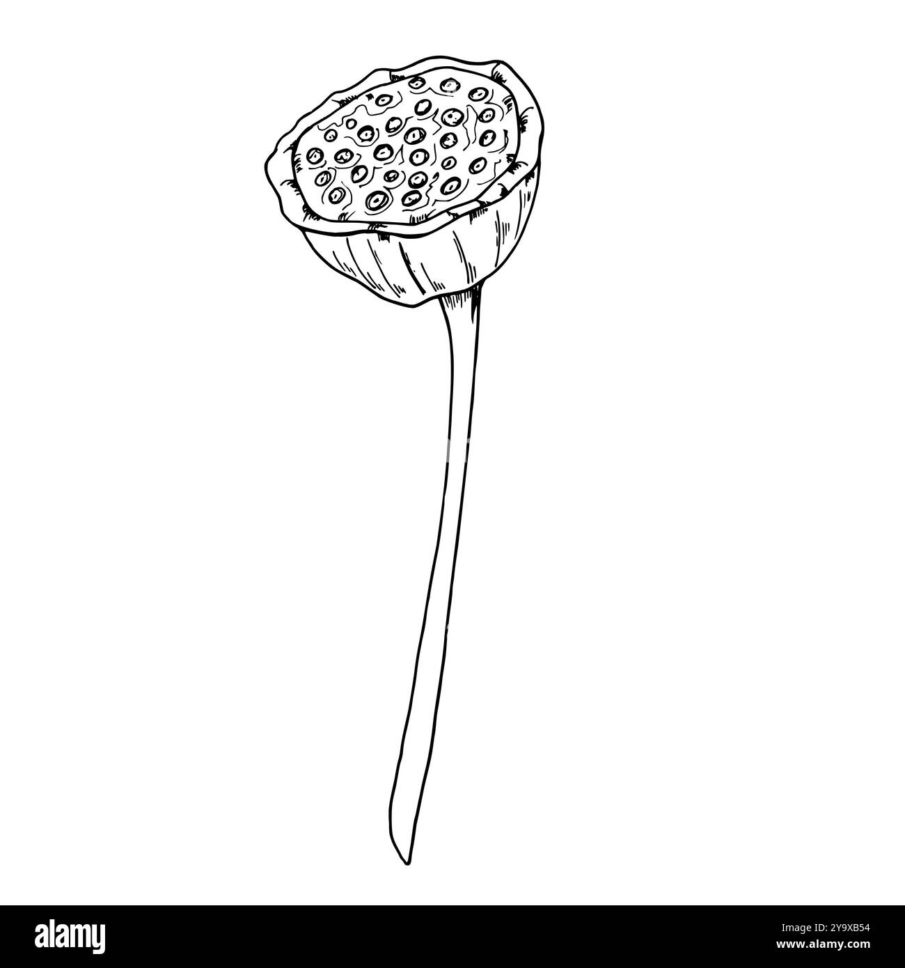 Tête de graine de lotus monochrome avec vecteur de plante tige illustration peinte à la main. Dessin noir et blanc de nacre aquatique tropicale pleine de noix Illustration de Vecteur