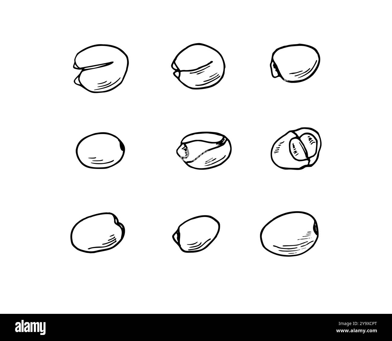 Illustration peinte à la main de vecteur de jeu d'écrous monochromes pelés et non pelés. Dessin noir et blanc de Sacred Lotus ou de graines de nénuphar. Illustration de Vecteur