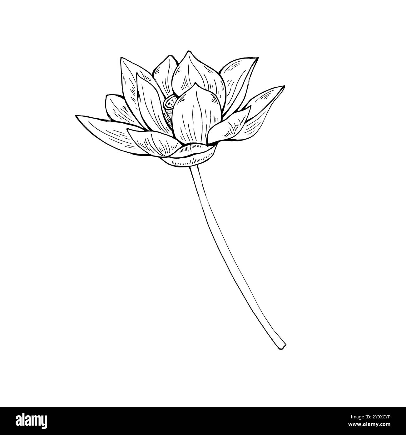 Monochrome unique illustration vectorielle aqua lotus tropicale peinte par des encres noires. Dessin noir et blanc de fleur en fleurs sur tige. Pour tatouage Illustration de Vecteur