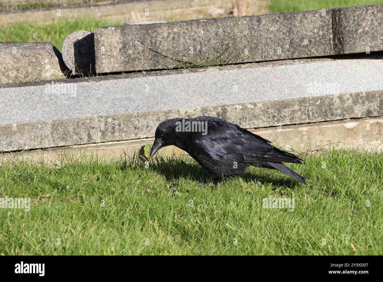 Carrion Crow Corvus Corone perché sur une pierre tombale dans un cimetière Angleterre, Bird Wildlife nature Banque D'Images Carrion Crow Corvus Corone perché sur une pierre tombale dans un cimetière Angleterre, Bird Wildlife nature Banque D'Images