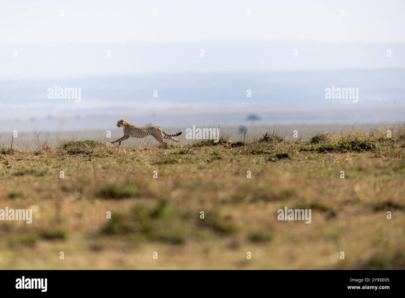 Un guépard court à travers la vaste savane africaine, mettant en valeur sa vitesse et sa grâce dans la vaste nature sauvage. Le paysage met en valeur la majesté de Banque D'Images