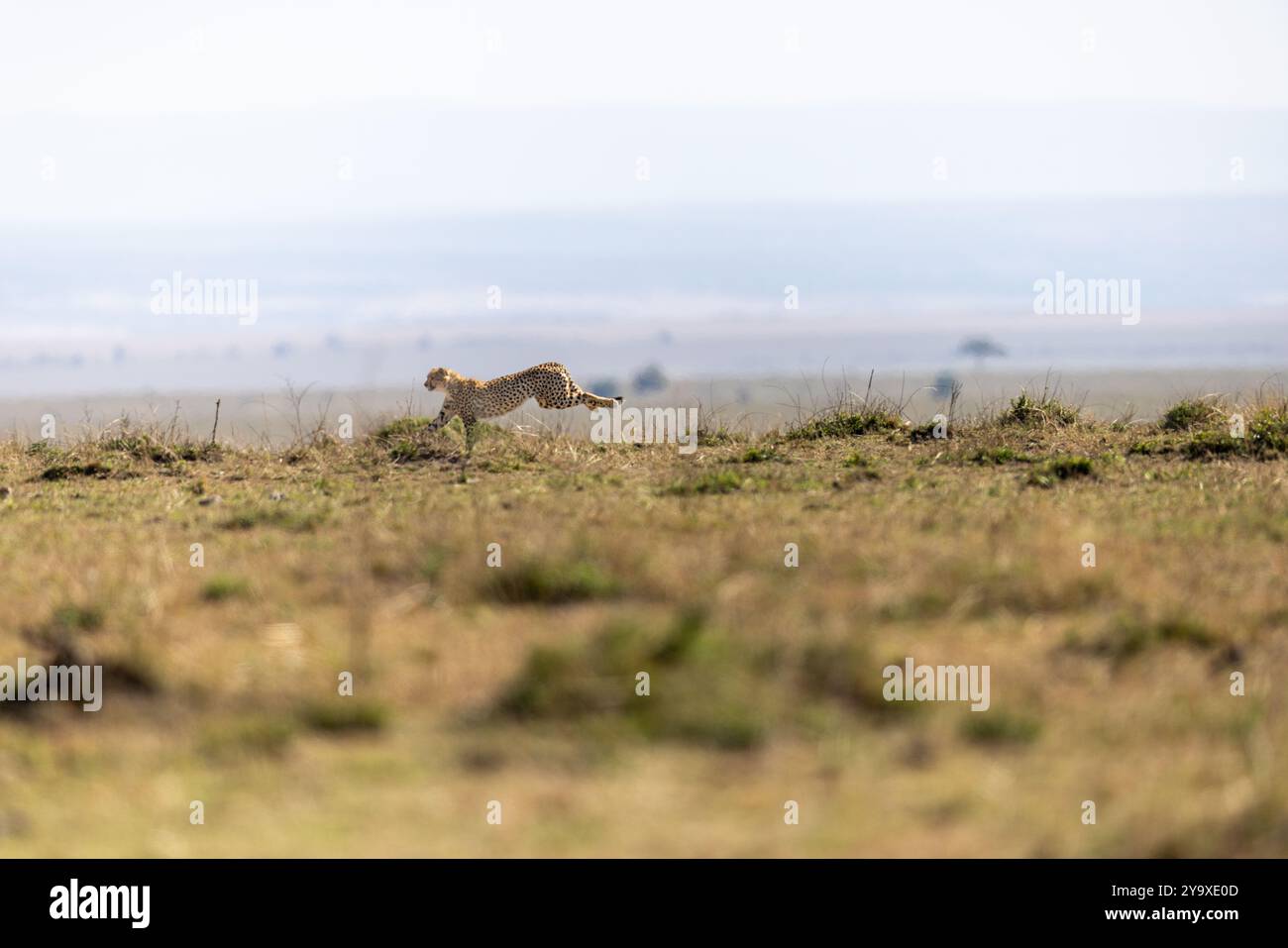 Un guépard solitaire court à travers la vaste savane africaine, montrant vitesse et agilité. Le paysage est vaste, capturant un sentiment de nature sauvage et Banque D'Images