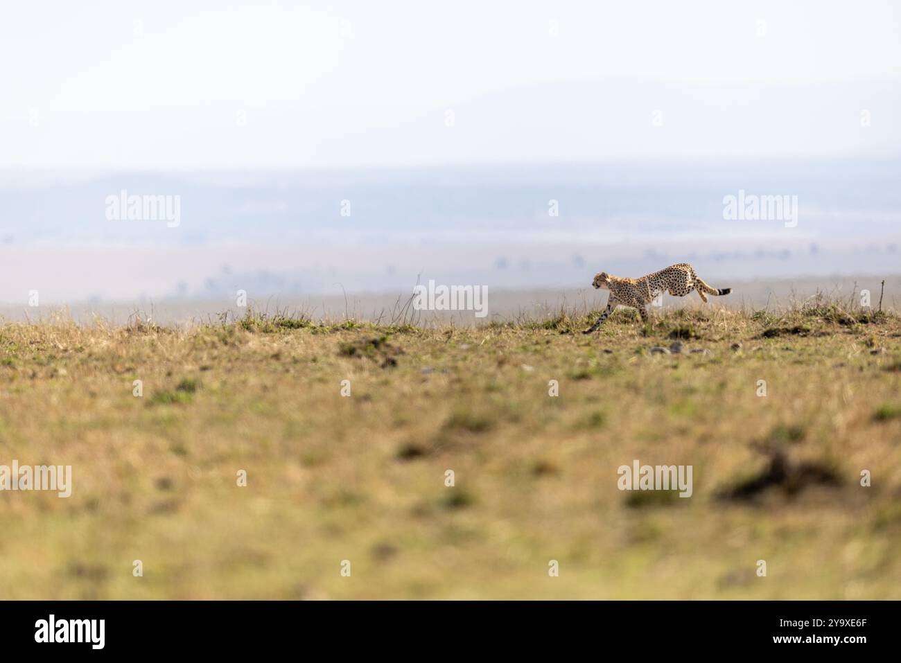 Un majestueux guépard traverse rapidement la vaste savane africaine, capturant l'essence de la grâce et de la vitesse dans un cadre sauvage serein. Banque D'Images