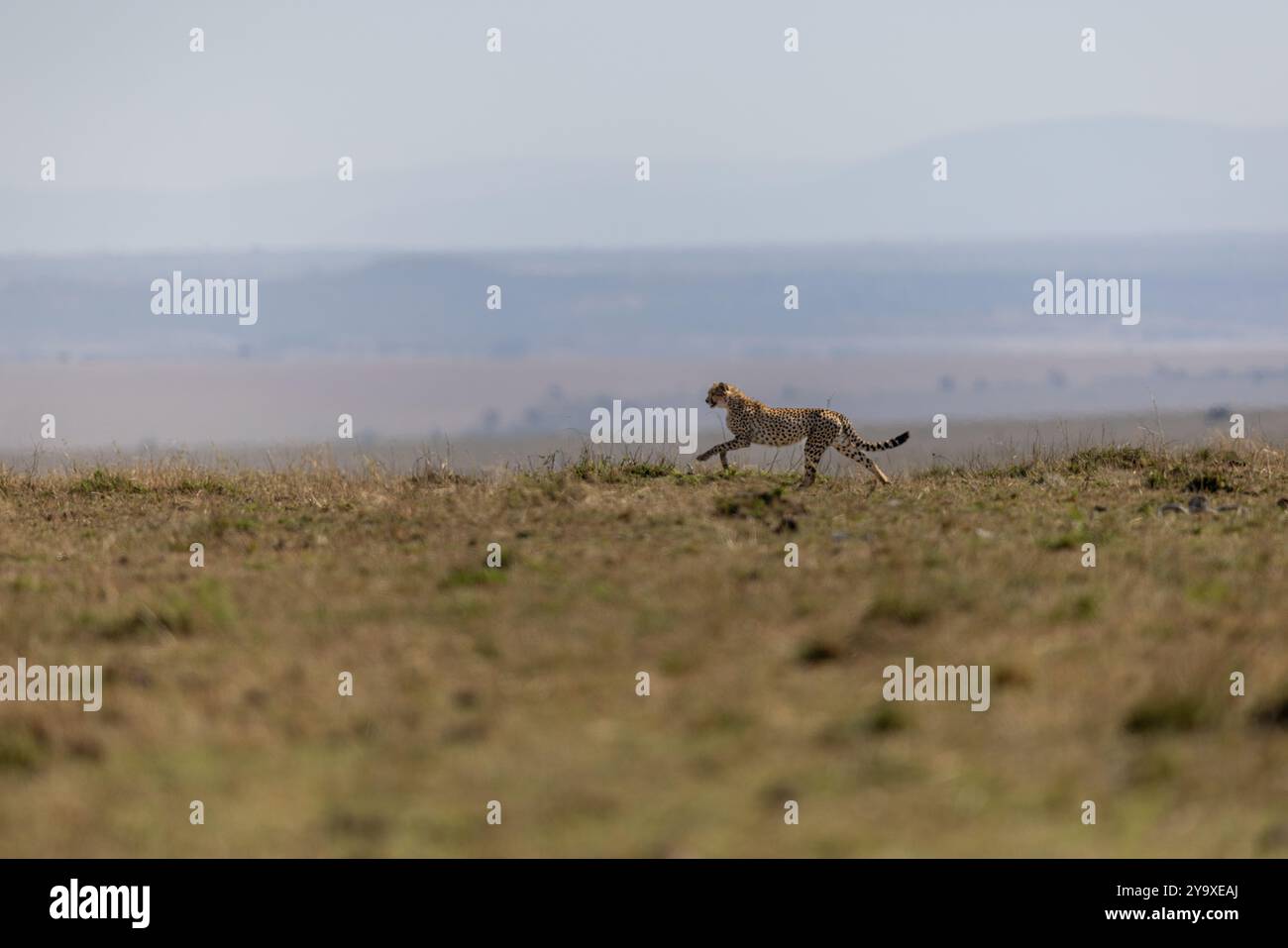 Un guépard sprinte élégamment à travers la vaste savane africaine. Le majestueux prédateur met en valeur la vitesse et la grâce, reflétant la beauté sauvage de la nature. Th Banque D'Images