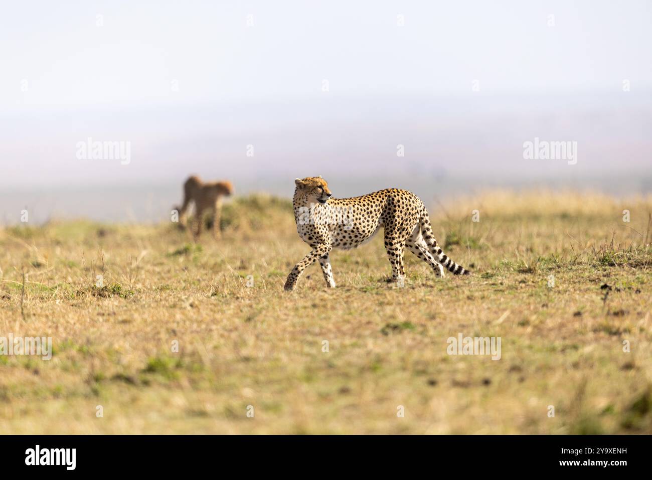 Un couple de guépards explore tranquillement la vaste savane africaine. Les chats gracieux se fondent dans le paysage sec et ouvert, mettant en valeur la beauté naturelle A. Banque D'Images