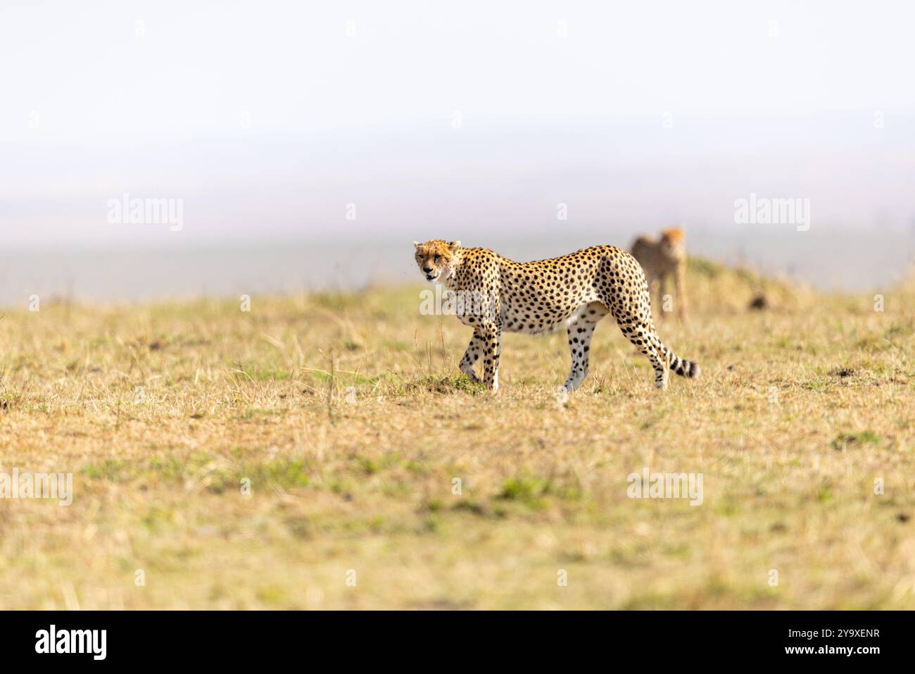 Un majestueux guépard se promène gracieusement à travers la savane africaine ensoleillée, mettant en valeur son manteau à pois caractéristique. La plaine ouverte souligne le cheet Banque D'Images