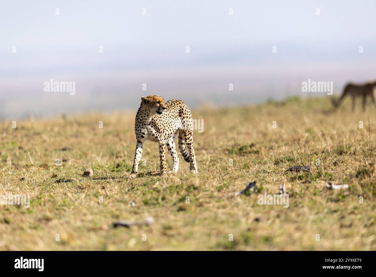 Un guépard solitaire survole gracieusement la vaste savane, incarnant la beauté et la puissance de la faune africaine. La scène capture l'essence de na Banque D'Images