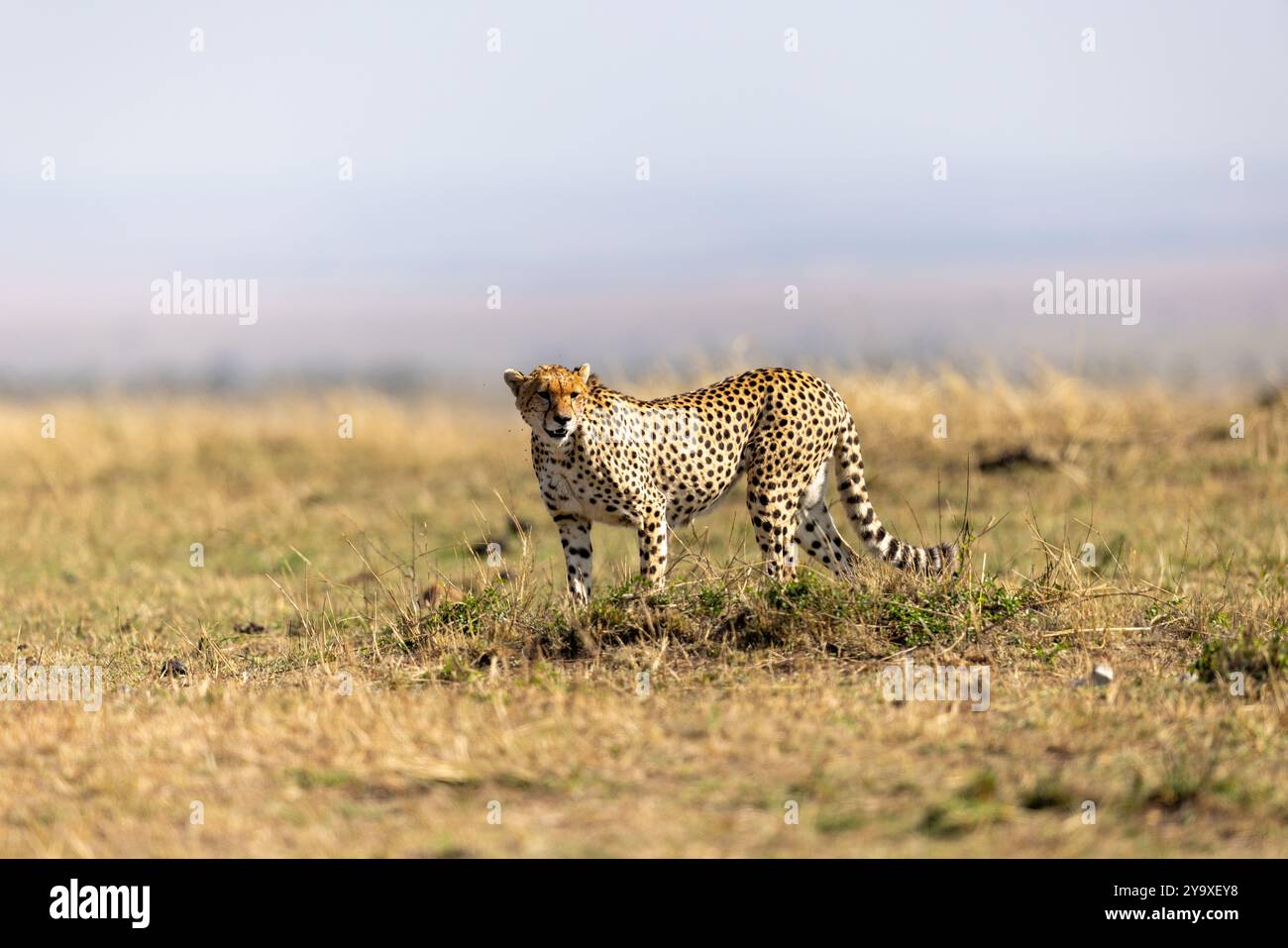 Un majestueux guépard debout avec confiance sur la savane ouverte, mettant en valeur la beauté et la grâce de la faune africaine dans son habitat naturel. Banque D'Images
