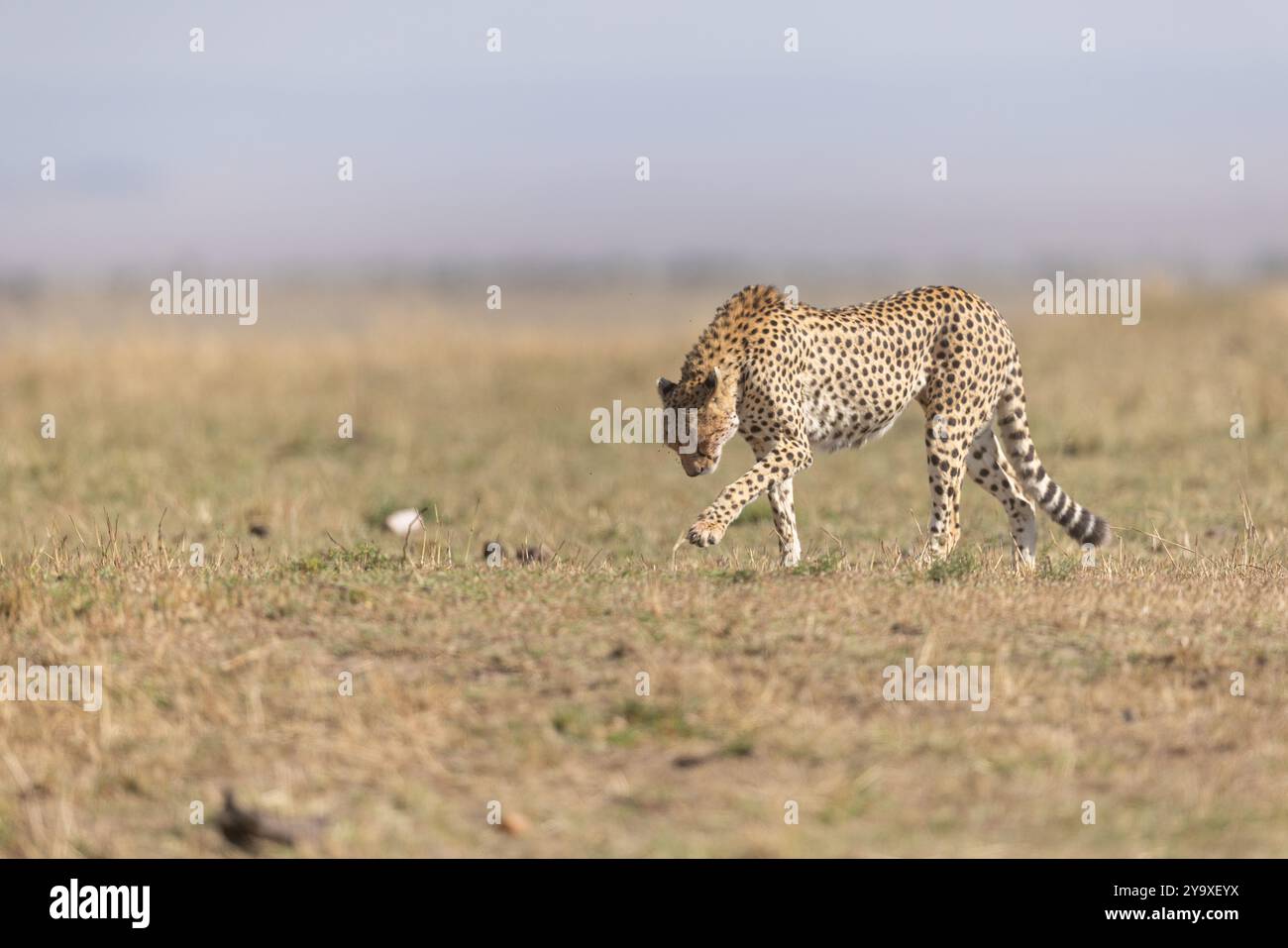 Un guépard solitaire traverse gracieusement la vaste savane africaine, incarnant vitesse et élégance au milieu des prairies dorées. La scène capture th Banque D'Images