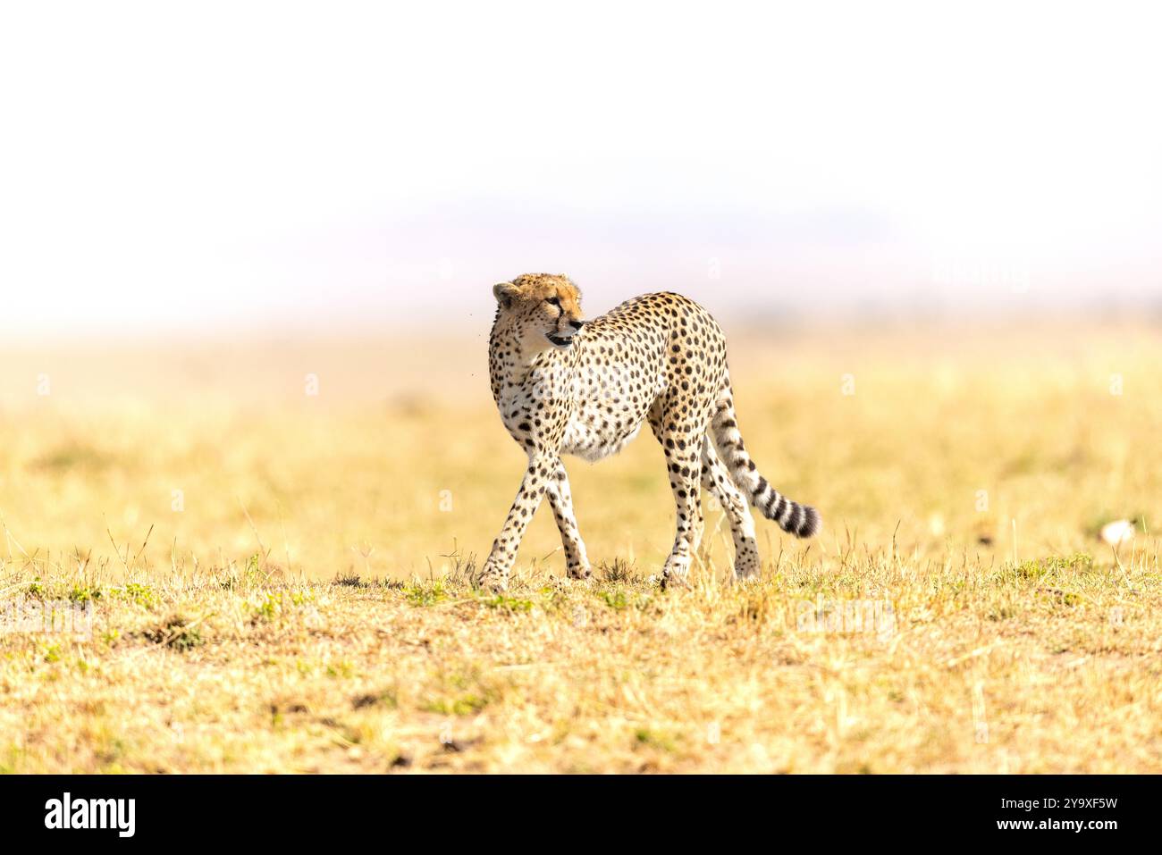 Un guépard gracieux se tient en alerte dans la vaste savane africaine, mettant en valeur son manteau à pois distinctif. Cette image capture l'essence de Wildlif Banque D'Images