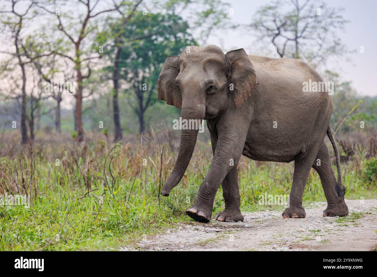 Inde, Assam, parc national de Manas, éléphant d'Asie (Elephas maximus), se déplaçant autour du parc à la recherche de nourriture. Banque D'Images