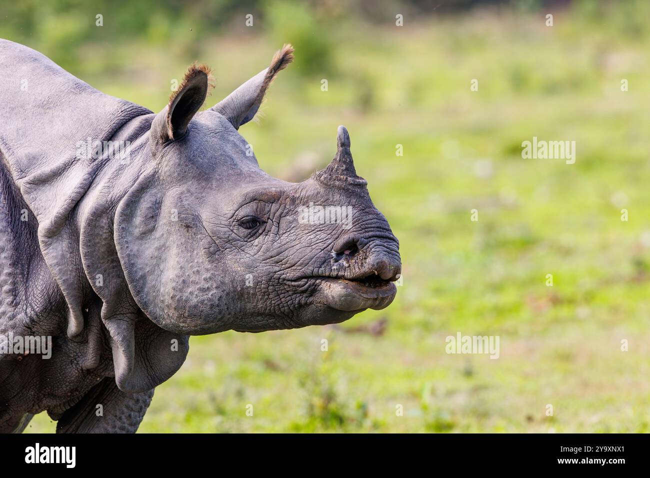 Inde, Assam, parc national de Manas, rhinocéros indiens (rhinocéros unicornis) , dans la plaine Banque D'Images