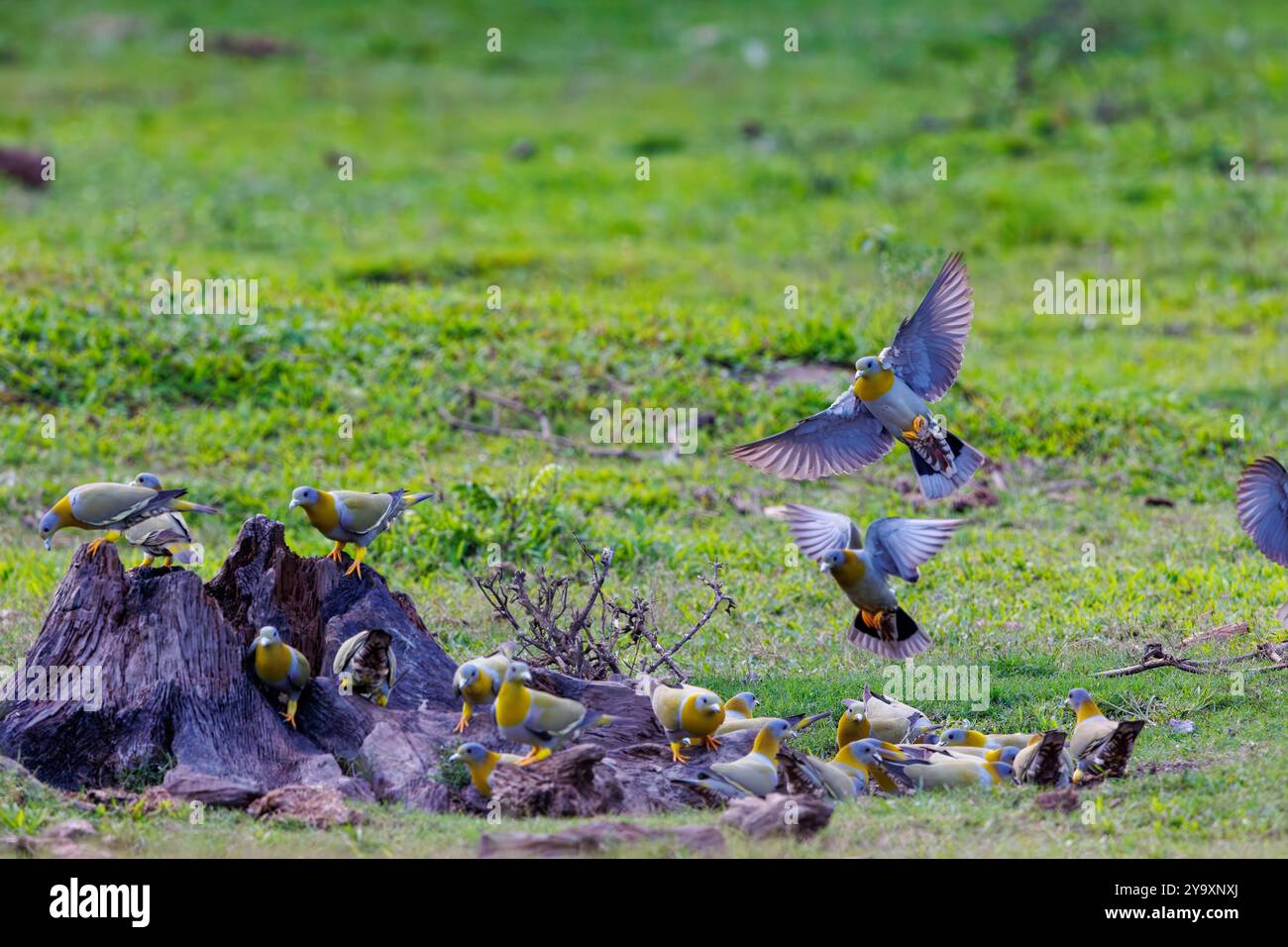 Inde, Assam, Parc national de Manas, groupe de pigeon vert à pattes jaunes, également connu sous le nom de pigeon vert à pattes jaunes (Treron phoenicopterus), qui se nourrit au sol Banque D'Images