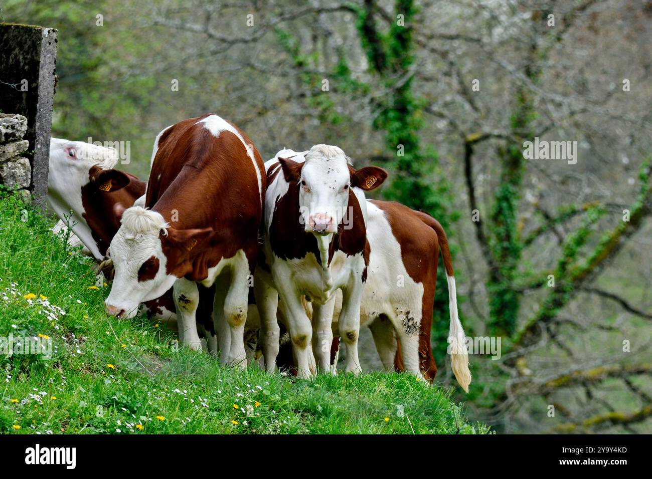 France, Doubs, Glay, vaches Montbéliarde, génisses en pâturage Banque D'Images