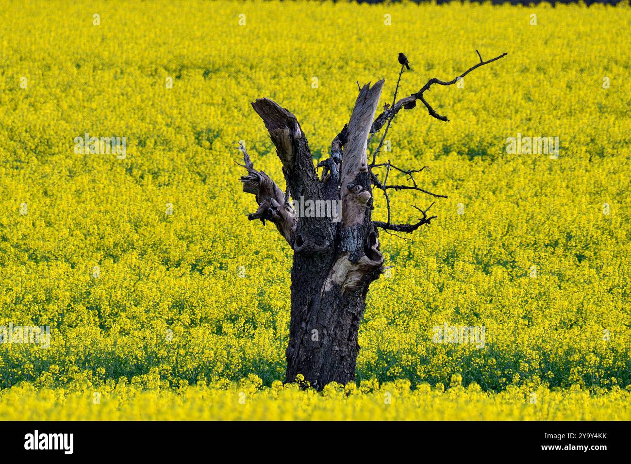 France, Doubs, vieil arbre fruitier mort isolé dans un champ de colza, Blackbird Roosting Banque D'Images