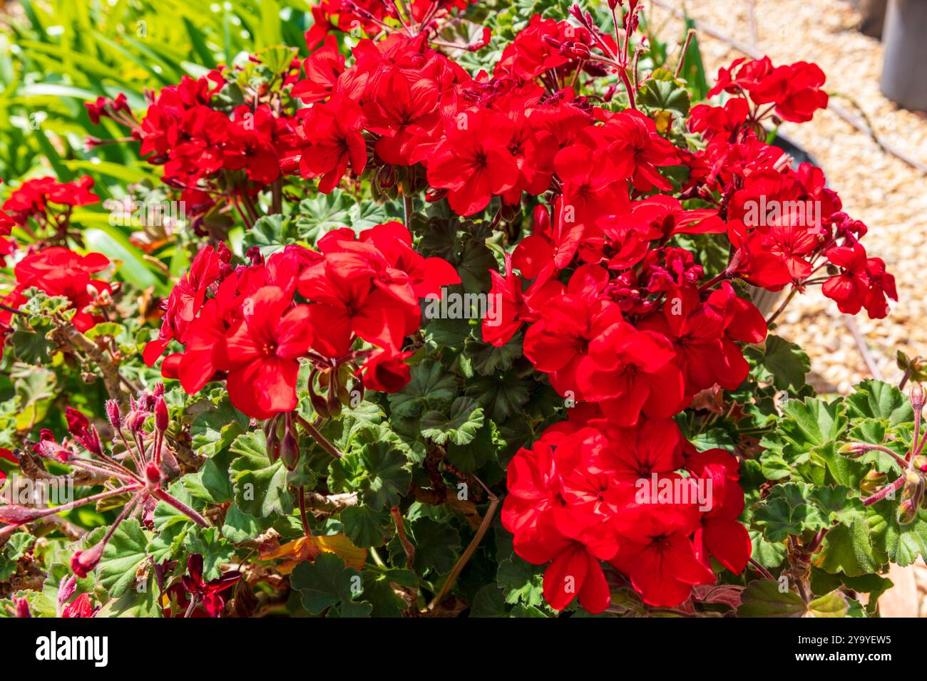 Photographie d'une fleur rouge vif de Géranium en pleine floraison dans un jardin résidentiel dans les Blue Mountains en Nouvelle-Galles du Sud, Australie. Banque D'Images