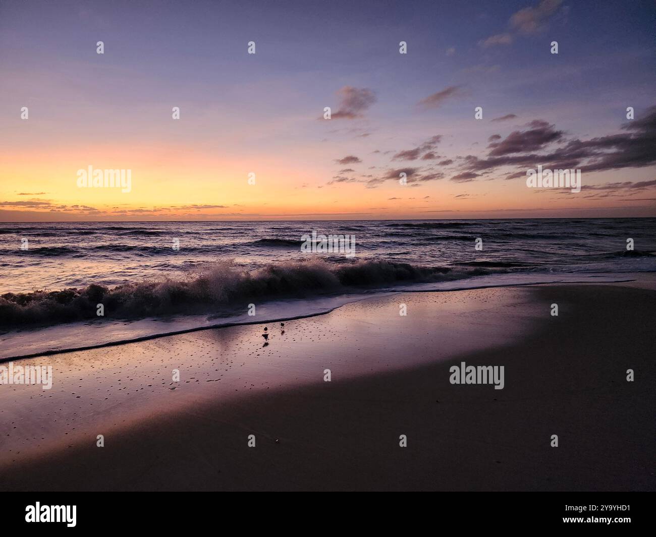 La nuit arrive dans quelques minutes après le coucher du soleil. Couleurs rose et violette d'un coucher de soleil sur la plage. Les petits oiseaux cherchent de la nourriture - Image de stock capturée avec un smartphone