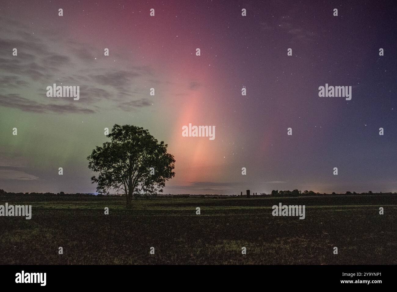 Un chêne devant les aurores boréales (Aurora Borealis) Banque D'Images