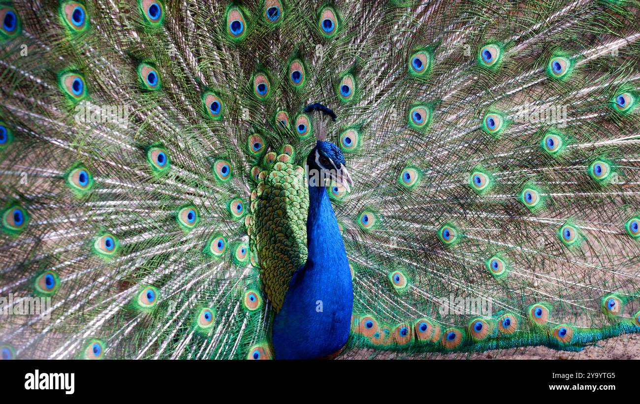 Portrait d'un beau paon bleu. Le paon a étendu sa queue avec des plumes vertes. Gros plan. Banque D'Images