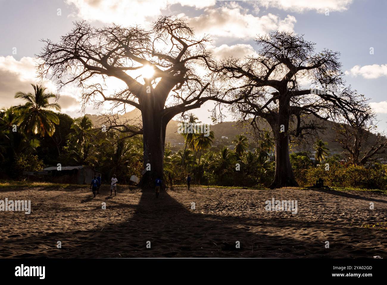 Baobab Mayotte Banque D'Images