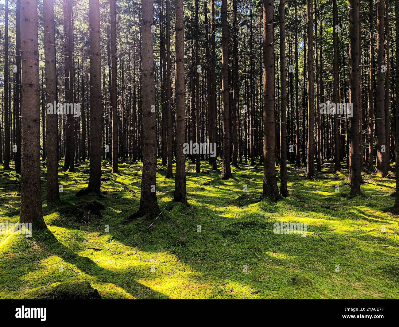 Fond blumen fleurs couleurs Banque D'Images