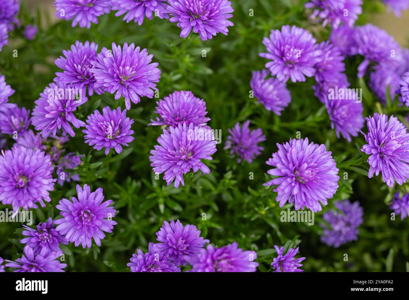 Fleurs de chrysanthème violettes vibrantes en pleine floraison dans un jardin luxuriant par une journée lumineuse. Concept de beauté naturelle et de jardinage ornemental Banque D'Images