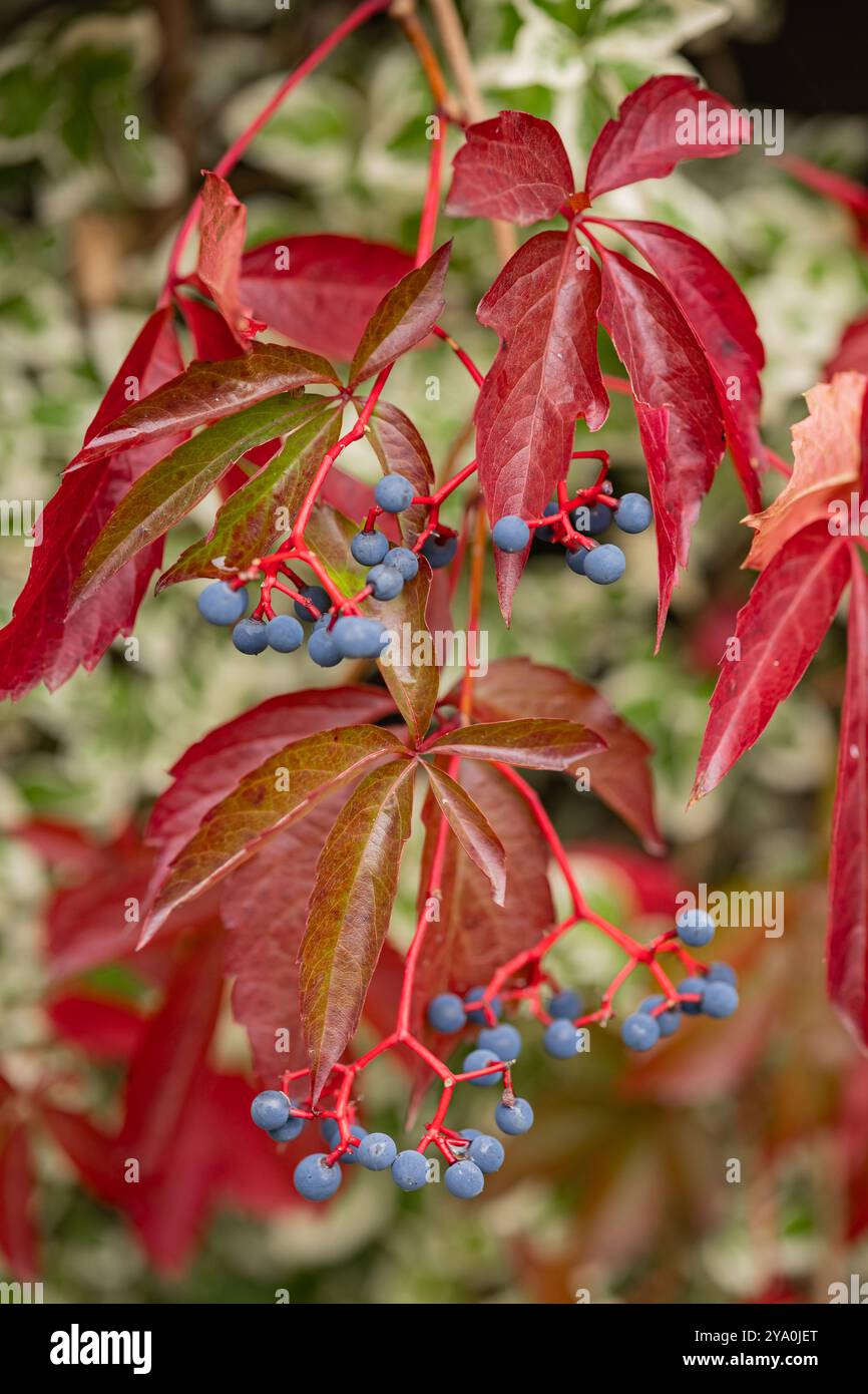 Gros plan de feuilles rouges éclatantes de Virginie avec des baies bleu foncé par un jour ensoleillé d'automne. Concept de changements saisonniers et beauté de la nature sauvage Banque D'Images