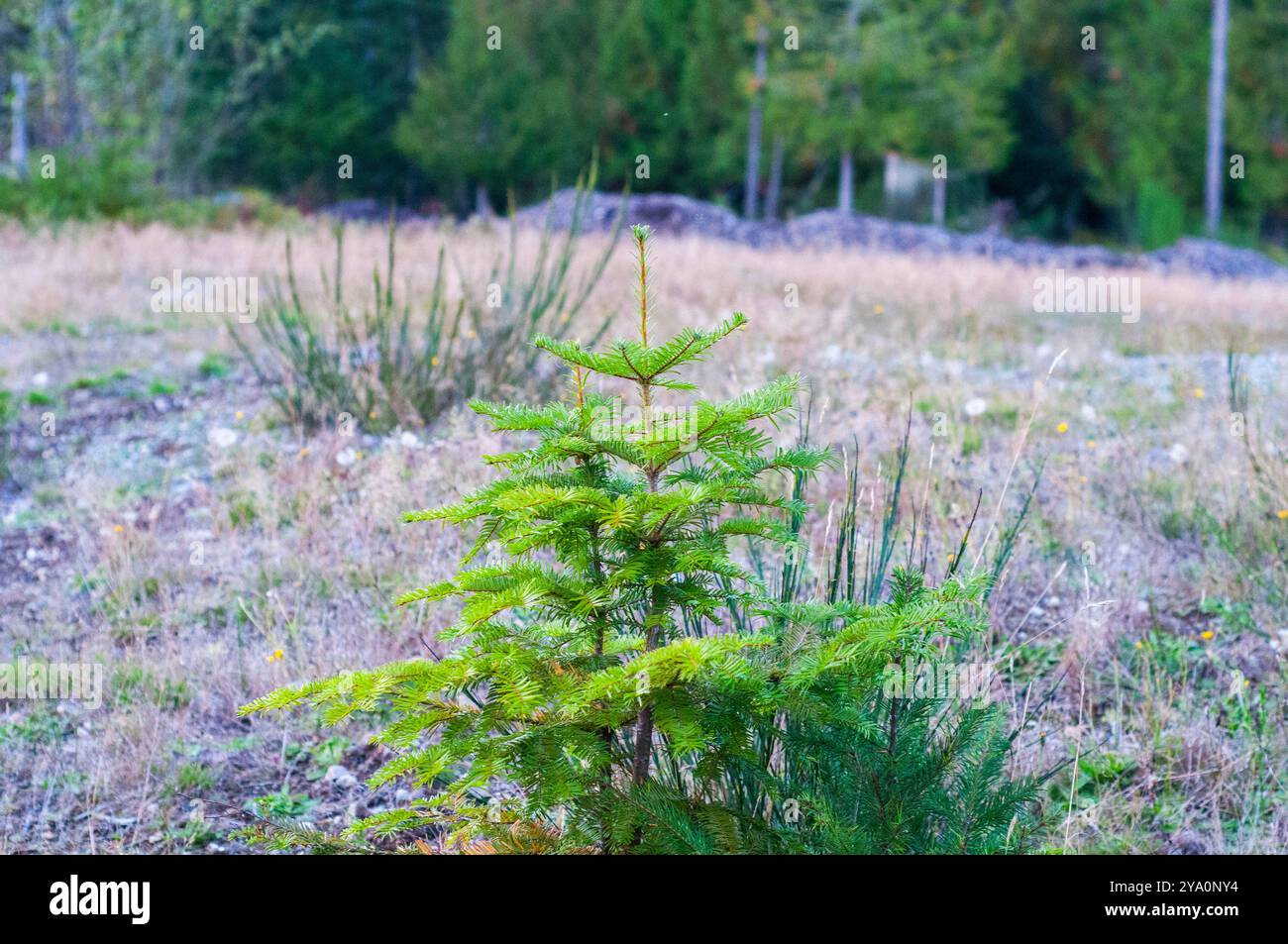 Jeune arbre à feuilles persistantes dans le lac Cowichan, C.-B. Banque D'Images