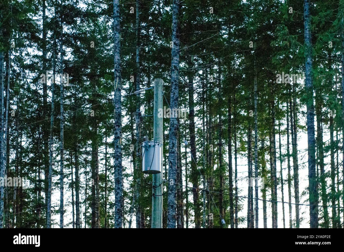 Transformateur électrique sur un poteau dans une forêt du lac Cowichan, C.-B. Banque D'Images