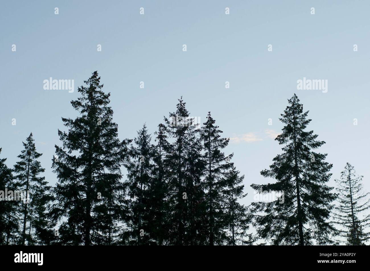 Des arbres matures à feuilles persistantes se silhouettent contre un ciel d'automne au crépuscule dans le lac Cowichan, en Colombie-Britannique Banque D'Images
