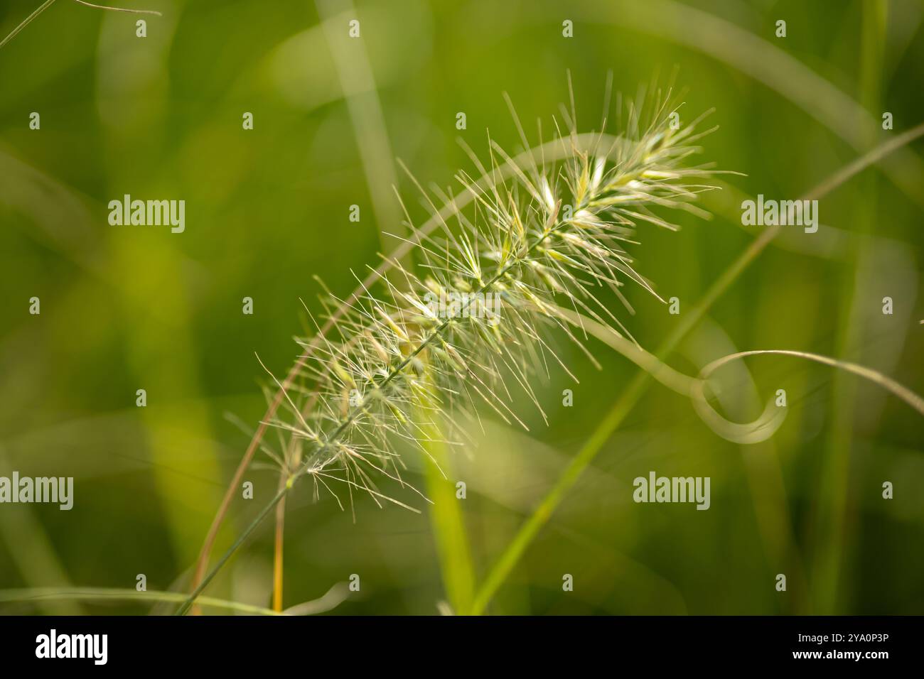 Gros plan d'une tige d'herbe verte avec un arrière-plan flou doux en plein soleil. Concept de nature, plantes sauvages et paysages sereins Banque D'Images