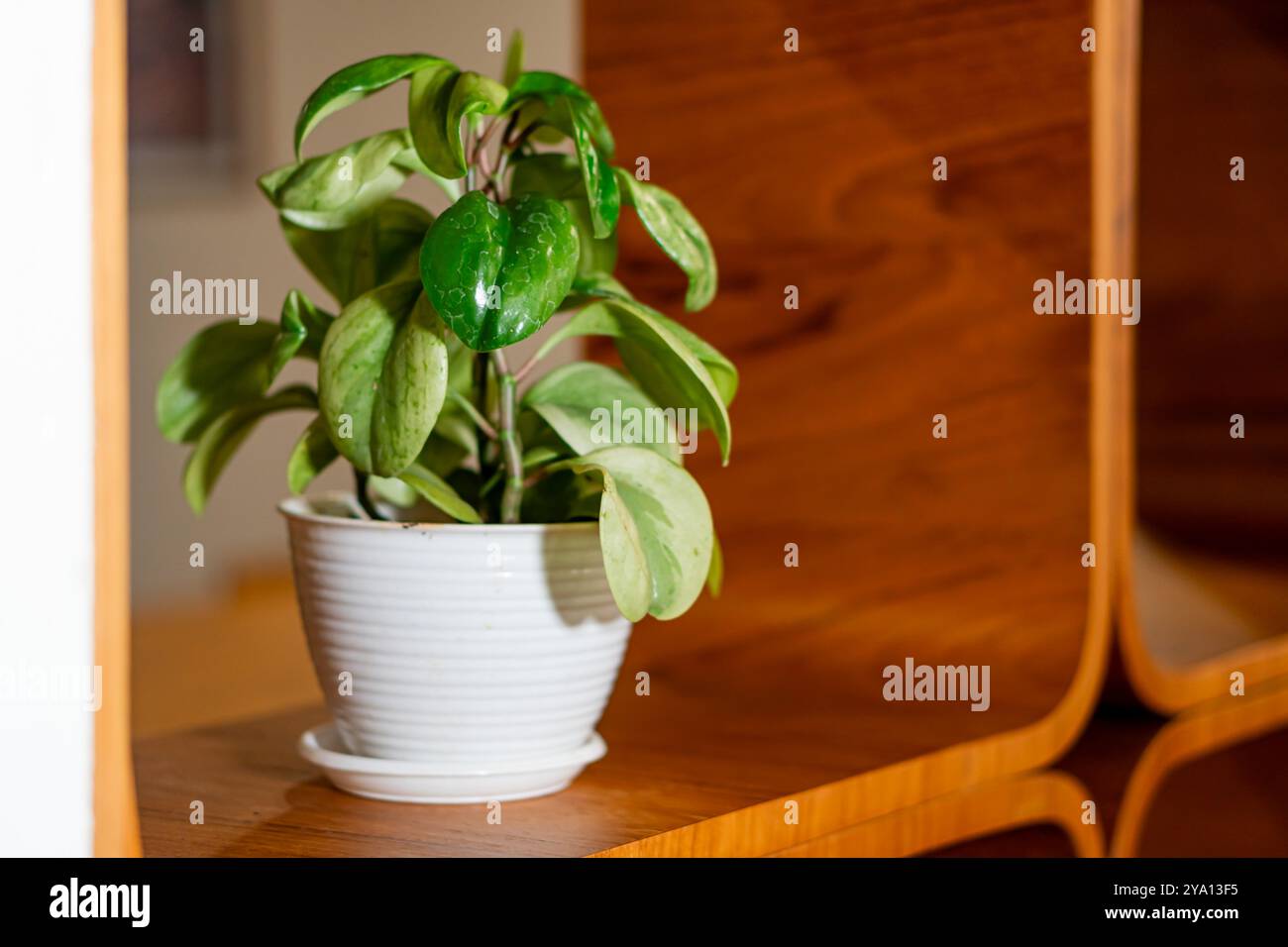 Une petite plante en pot avec des feuilles vertes et jaunes placée sur une étagère en bois. La plante est dans un pot en céramique blanche, présentant un design intérieur moderne. Banque D'Images