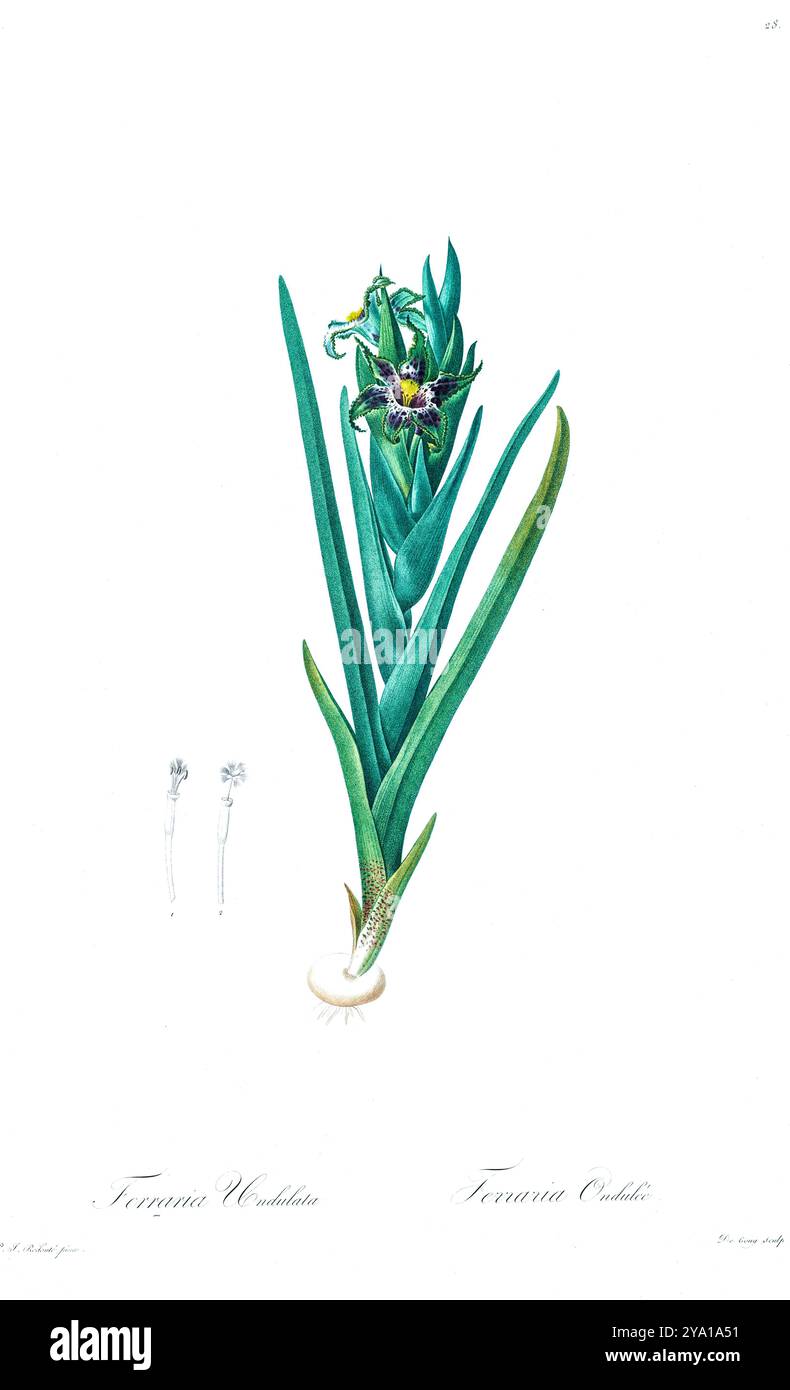 Ferraria undulata. Illustration tirée des Liliacees de Pierre-Joseph Redoute. Produit sous le patronage de Joséphine Bonaparte, impératrice de France, les Liliacées de Redoute contenait 503 planches détaillant les différentes espèces végétales de la famille du lis et apparentées à celle-ci. Produites à partir de 1802-1816, les planches sont tirées de la vaste collection de plantes de l'impératrice Joséphine dans ses jardins de Malmaison, où Redoute a travaillé comme artiste botanique. Ce folio est souvent considéré comme le chef-d'œuvre de Redoute en raison de la portée, de l'ampleur et de la qualité de son contenu. Banque D'Images Ferraria undulata. Illustration tirée des Liliacees de Pierre-Joseph Redoute. Produit sous le patronage de Joséphine Bonaparte, impératrice de France, les Liliacées de Redoute contenait 503 planches détaillant les différentes espèces végétales de la famille du lis et apparentées à celle-ci. Produites à partir de 1802-1816, les planches sont tirées de la vaste collection de plantes de l'impératrice Joséphine dans ses jardins de Malmaison, où Redoute a travaillé comme artiste botanique. Ce folio est souvent considéré comme le chef-d'œuvre de Redoute en raison de la portée, de l'ampleur et de la qualité de son contenu. Banque D'Images