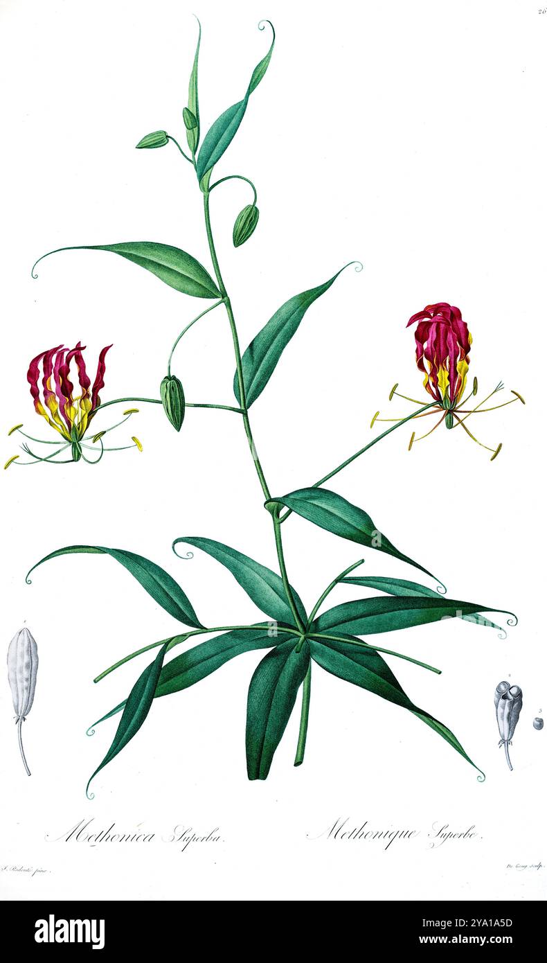 Lys de gloire (Gloriosa superba, ici Methonica superba). Illustration tirée des Liliacees de Pierre-Joseph Redoute. Produit sous le patronage de Joséphine Bonaparte, impératrice de France, les Liliacées de Redoute contenait 503 planches détaillant les différentes espèces végétales de la famille du lis et apparentées à celle-ci. Produites à partir de 1802-1816, les planches sont tirées de la vaste collection de plantes de l'impératrice Joséphine dans ses jardins de Malmaison, où Redoute a travaillé comme artiste botanique. Ce folio est souvent considéré comme le chef-d'œuvre de Redoute en raison de la portée, de l'ampleur et de la qualité de son contenu. Banque D'Images Lys de gloire (Gloriosa superba, ici Methonica superba). Illustration tirée des Liliacees de Pierre-Joseph Redoute. Produit sous le patronage de Joséphine Bonaparte, impératrice de France, les Liliacées de Redoute contenait 503 planches détaillant les différentes espèces végétales de la famille du lis et apparentées à celle-ci. Produites à partir de 1802-1816, les planches sont tirées de la vaste collection de plantes de l'impératrice Joséphine dans ses jardins de Malmaison, où Redoute a travaillé comme artiste botanique. Ce folio est souvent considéré comme le chef-d'œuvre de Redoute en raison de la portée, de l'ampleur et de la qualité de son contenu. Banque D'Images