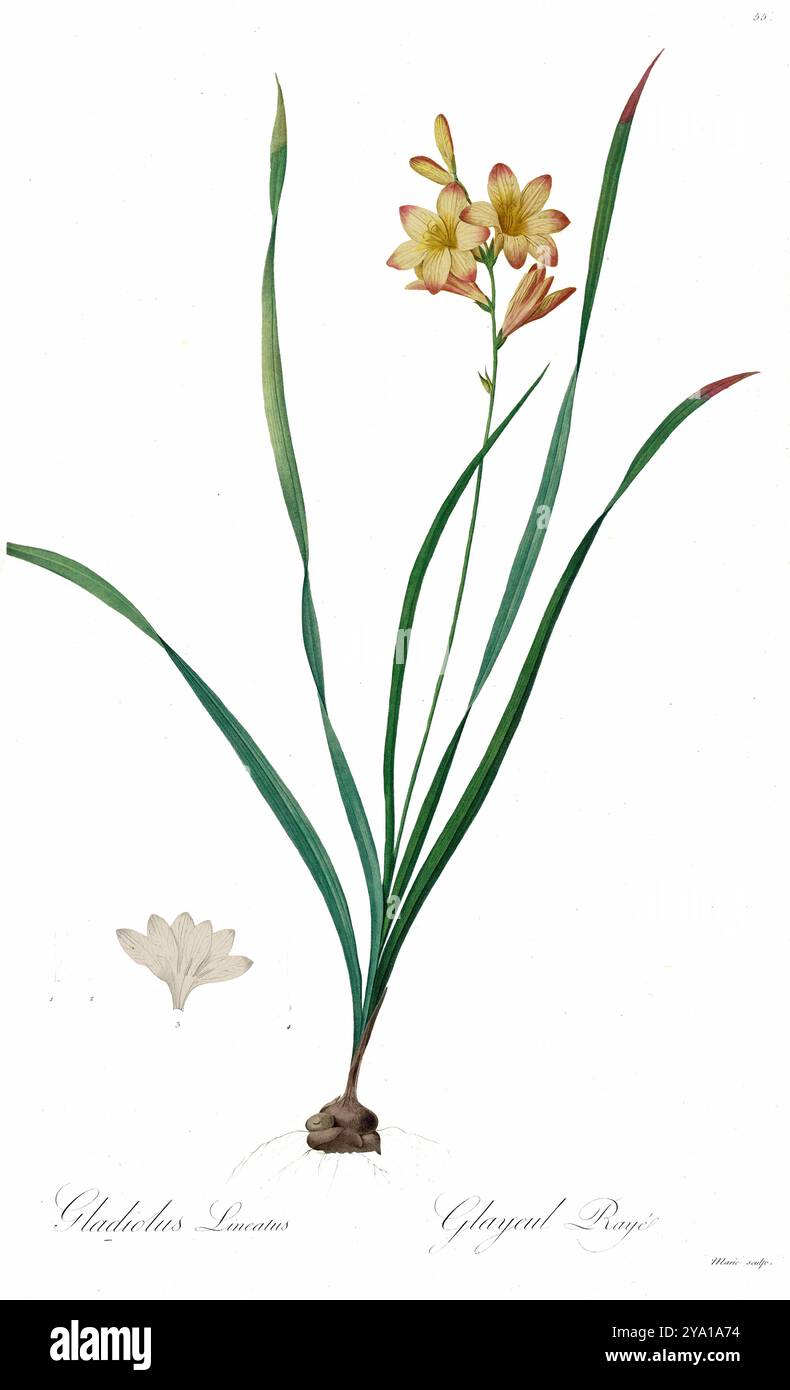 Gladiolus lineatus. Illustration tirée des Liliacees de Pierre-Joseph Redoute. Produit sous le patronage de Joséphine Bonaparte, impératrice de France, les Liliacées de Redoute contenait 503 planches détaillant les différentes espèces végétales de la famille du lis et apparentées à celle-ci. Produites à partir de 1802-1816, les planches sont tirées de la vaste collection de plantes de l'impératrice Joséphine dans ses jardins de Malmaison, où Redoute a travaillé comme artiste botanique. Ce folio est souvent considéré comme le chef-d'œuvre de Redoute en raison de la portée, de l'ampleur et de la qualité de son contenu. Banque D'Images Gladiolus lineatus. Illustration tirée des Liliacees de Pierre-Joseph Redoute. Produit sous le patronage de Joséphine Bonaparte, impératrice de France, les Liliacées de Redoute contenait 503 planches détaillant les différentes espèces végétales de la famille du lis et apparentées à celle-ci. Produites à partir de 1802-1816, les planches sont tirées de la vaste collection de plantes de l'impératrice Joséphine dans ses jardins de Malmaison, où Redoute a travaillé comme artiste botanique. Ce folio est souvent considéré comme le chef-d'œuvre de Redoute en raison de la portée, de l'ampleur et de la qualité de son contenu. Banque D'Images