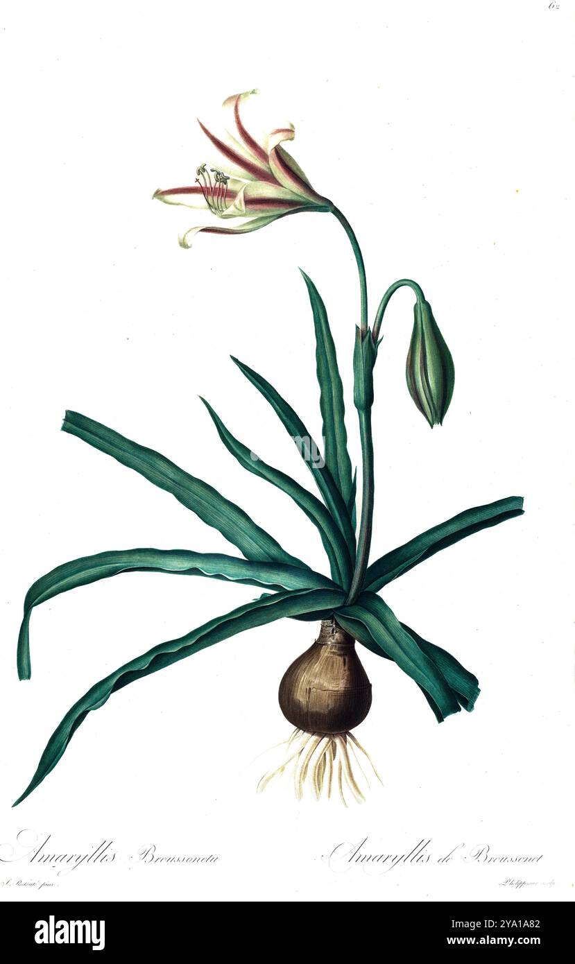 Amaryllis broussonetii. Illustration tirée des Liliacees de Pierre-Joseph Redoute. Produit sous le patronage de Joséphine Bonaparte, impératrice de France, les Liliacées de Redoute contenait 503 planches détaillant les différentes espèces végétales de la famille du lis et apparentées à celle-ci. Produites à partir de 1802-1816, les planches sont tirées de la vaste collection de plantes de l'impératrice Joséphine dans ses jardins de Malmaison, où Redoute a travaillé comme artiste botanique. Ce folio est souvent considéré comme le chef-d'œuvre de Redoute en raison de la portée, de l'ampleur et de la qualité de son contenu. Banque D'Images Amaryllis broussonetii. Illustration tirée des Liliacees de Pierre-Joseph Redoute. Produit sous le patronage de Joséphine Bonaparte, impératrice de France, les Liliacées de Redoute contenait 503 planches détaillant les différentes espèces végétales de la famille du lis et apparentées à celle-ci. Produites à partir de 1802-1816, les planches sont tirées de la vaste collection de plantes de l'impératrice Joséphine dans ses jardins de Malmaison, où Redoute a travaillé comme artiste botanique. Ce folio est souvent considéré comme le chef-d'œuvre de Redoute en raison de la portée, de l'ampleur et de la qualité de son contenu. Banque D'Images