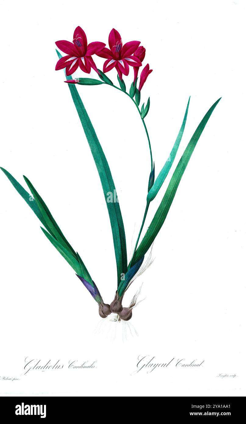 Gladiolus cardinalis. Illustration tirée des Liliacees de Pierre-Joseph Redoute. Produit sous le patronage de Joséphine Bonaparte, impératrice de France, les Liliacées de Redoute contenait 503 planches détaillant les différentes espèces végétales de la famille du lis et apparentées à celle-ci. Produites à partir de 1802-1816, les planches sont tirées de la vaste collection de plantes de l'impératrice Joséphine dans ses jardins de Malmaison, où Redoute a travaillé comme artiste botanique. Ce folio est souvent considéré comme le chef-d'œuvre de Redoute en raison de la portée, de l'ampleur et de la qualité de son contenu. Banque D'Images Gladiolus cardinalis. Illustration tirée des Liliacees de Pierre-Joseph Redoute. Produit sous le patronage de Joséphine Bonaparte, impératrice de France, les Liliacées de Redoute contenait 503 planches détaillant les différentes espèces végétales de la famille du lis et apparentées à celle-ci. Produites à partir de 1802-1816, les planches sont tirées de la vaste collection de plantes de l'impératrice Joséphine dans ses jardins de Malmaison, où Redoute a travaillé comme artiste botanique. Ce folio est souvent considéré comme le chef-d'œuvre de Redoute en raison de la portée, de l'ampleur et de la qualité de son contenu. Banque D'Images