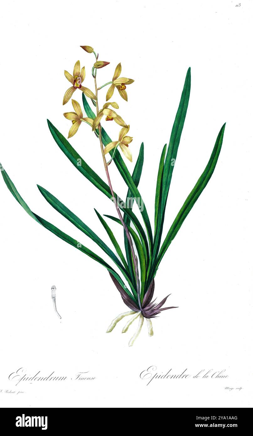 Orchidée (Epidendrum sinense syn Cymbidium sinense). Illustration tirée des Liliacees de Pierre-Joseph Redoute. Produit sous le patronage de Joséphine Bonaparte, impératrice de France, les Liliacées de Redoute contenait 503 planches détaillant les différentes espèces végétales de la famille du lis et apparentées à celle-ci. Produites à partir de 1802-1816, les planches sont tirées de la vaste collection de plantes de l'impératrice Joséphine dans ses jardins de Malmaison, où Redoute a travaillé comme artiste botanique. Ce folio est souvent considéré comme le chef-d'œuvre de Redoute en raison de la portée, de l'ampleur et de la qualité de son contenu. Banque D'Images