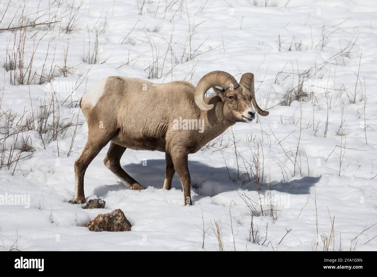 Bighorn Sheep Jackson Wyoming hiver Banque D'Images