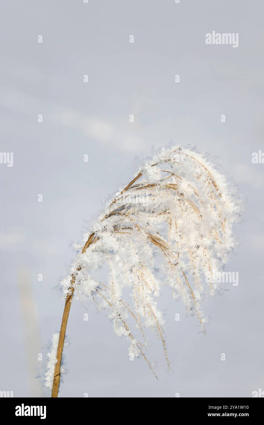 Le givre ou le gel d'advection et la neige sur le roseau commun, Phragmites australis plante en hiver. Banque D'Images