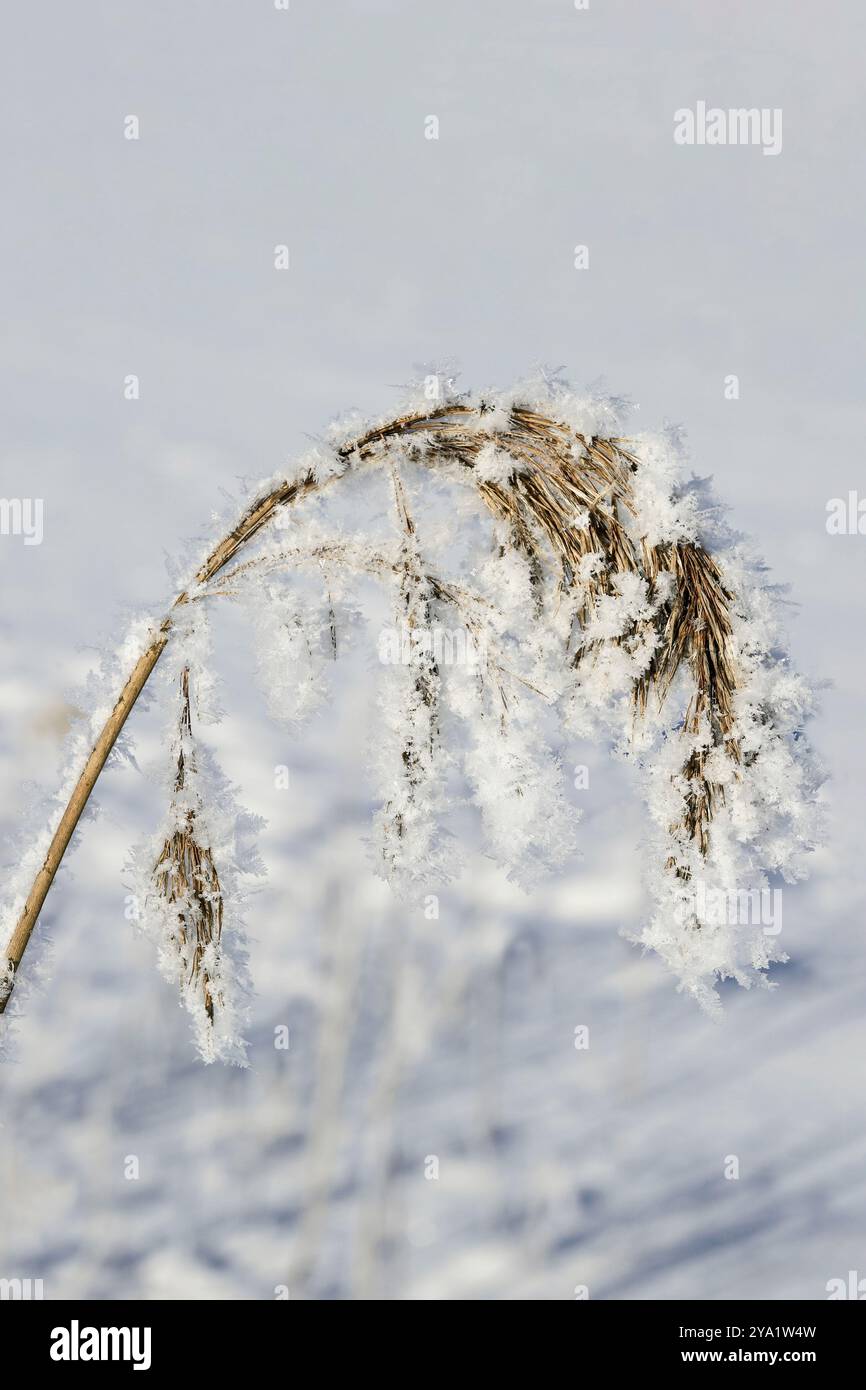Le givre ou le gel d'advection et la neige sur le roseau commun, Phragmites australis plante en hiver. Banque D'Images